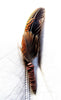 small sacred smudging fan, natural feathers ,brown